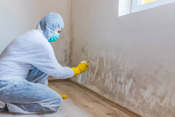 Licensed Mold Remediation service in Roxbury, MA - WQB Mold Removal