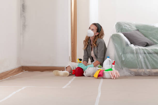 Reliable Mold Remediation contractor in Roxbury, MA by WQB Mold Removal